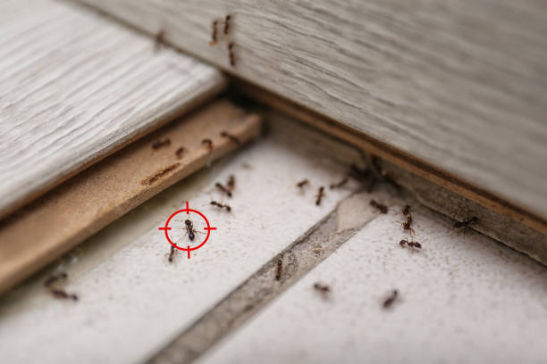 Best Pest Prevention Services  in Silver Summit, UT