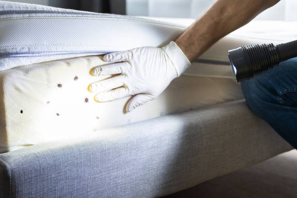 Best Bed Bug Extermination  in Silver Summit, UT