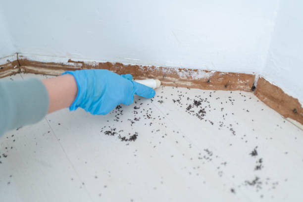Best Termite Control Services  in Silver Summit, UT